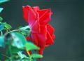 beautiful rose