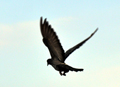 She flew away from my sight and from my click