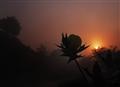 sun rise 