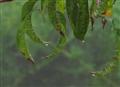 Raindrop