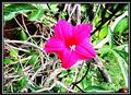 colors of nature