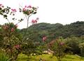 lovely plants