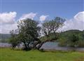 Branching out
